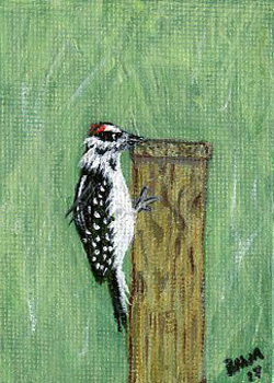 Downy Woodpecker  Beverly M McCormick Kennan WI acrylic